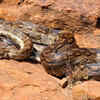 African rock python