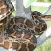 Indian python