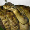 Amethystine python