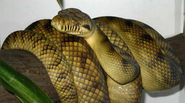 Amethystine python