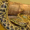 Yellow anaconda