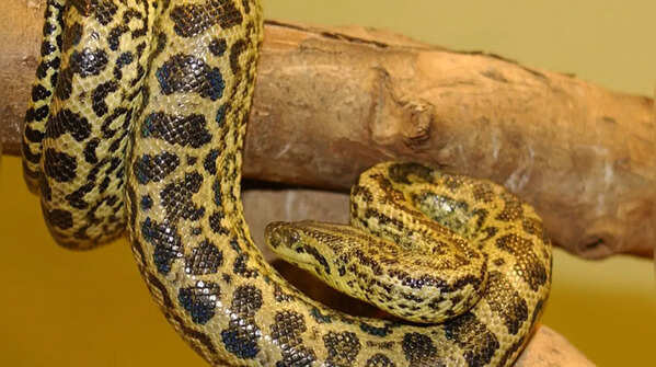 Yellow anaconda
