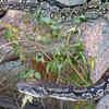 Boa constrictor