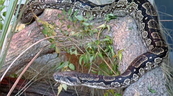 Boa constrictor
