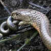 Article image for: <i class="tbold">king cobra</i>