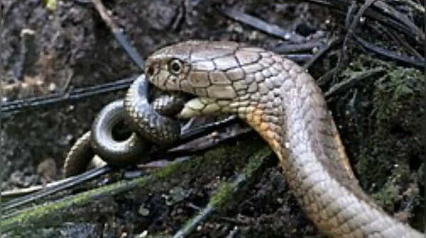 King cobra