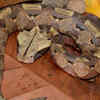 Gaboon viper