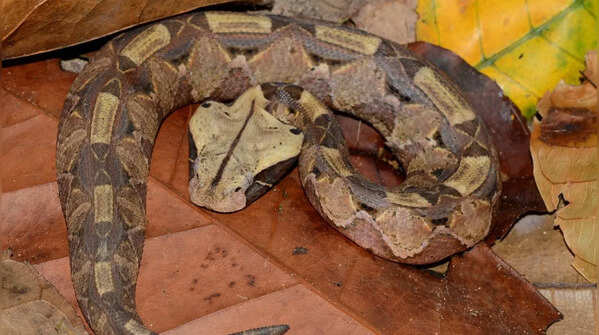 Gaboon viper
