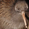 Article image for: Kiwi Bird: Oversized egg