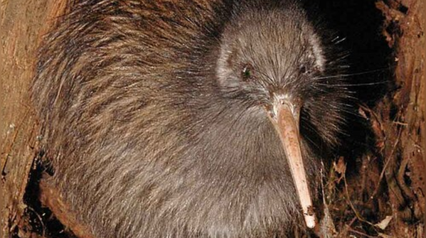 Kiwi Bird: Oversized egg