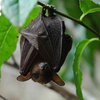 Nectar Bat: Extendable tongue