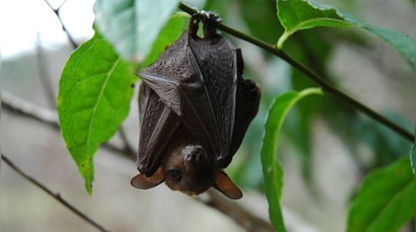 Nectar Bat: Extendable tongue