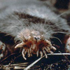 Article image for: Star-nosed Mole: Sensory nose