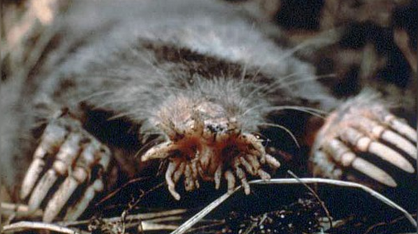 Star-nosed Mole: Sensory nose