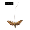 Darwin’s Moth: Long Tongue