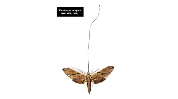Darwin’s Moth: Long Tongue