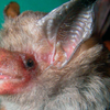 Bumblebee Bat: Tiny but mighty