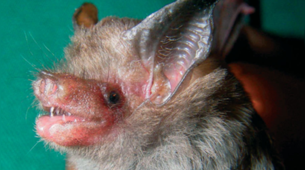 Bumblebee Bat: Tiny but mighty
