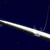 Viperfish: Needle-like teeth