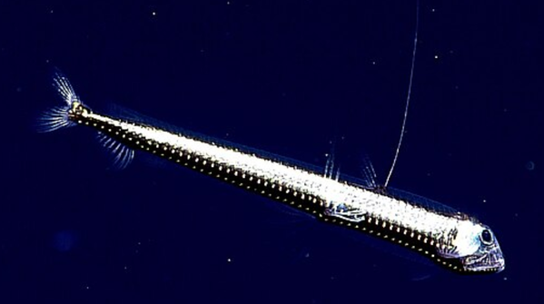 Viperfish: Needle-like teeth