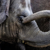 Article image for: Elephant’s Trunk: A multi-tool limb