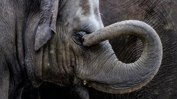 Elephant’s Trunk: A multi-tool limb