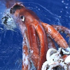 Colossal Squid: Giant eyes