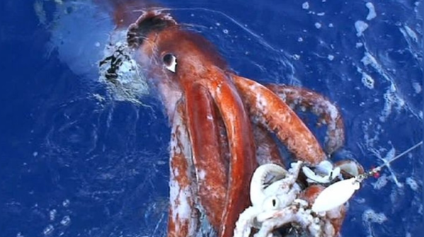 Colossal Squid: Giant eyes