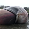 Blue Whale: Enormous heart
