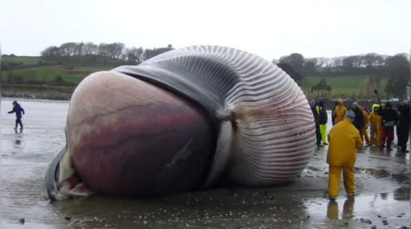 Blue Whale: Enormous heart
