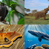 Article image for: Animal body parts that break all size limits: From car-sized hearts to microscopic teeth
