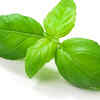 Article image for: <i class="tbold">basil</i>