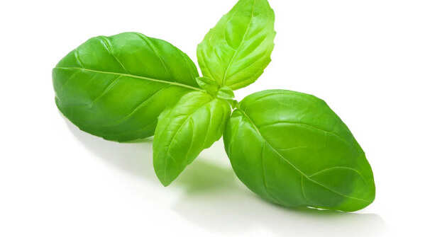 Basil
