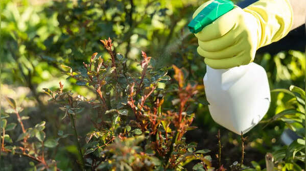 Protect from pests and diseases