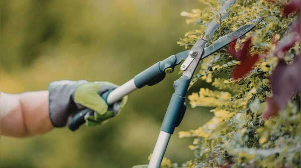 Deadhead and prune regularly