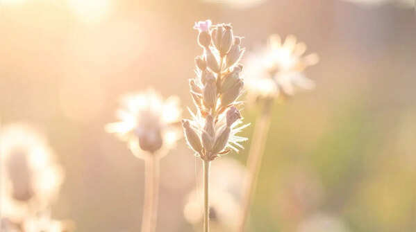 Provide adequate sunlight