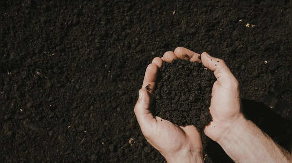 Use well-draining soil