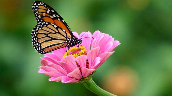 Choose the right variety