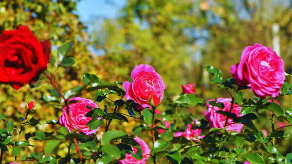 Rose Wallpapers