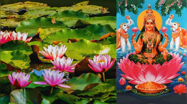 5 sacred flowers of Goddess Lakshmi you must grow at home to attract wealth and prosperity