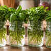 Store herbs in jars of water