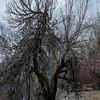 Article image for: IMD issues yellow alert in Himachal Pradesh: Snowfall, rain, thunderstorms likely till March 30