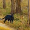 Article image for: Pench National Park in Madhya Pradesh-<i class="tbold">Maharashtra</i>