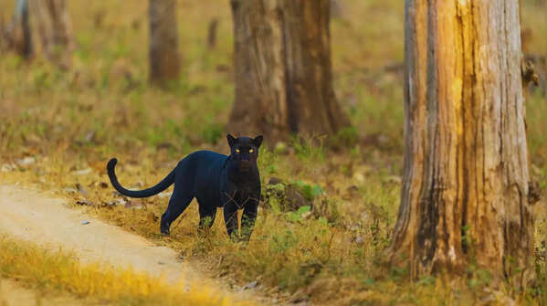 Pench National Park in Madhya Pradesh-Maharashtra