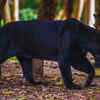 Article image for: Dandeli Wildlife Sanctuary in <i class="tbold">karnataka</i>