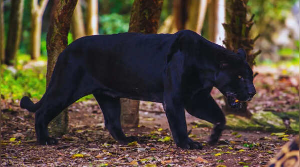Dandeli Wildlife Sanctuary in Karnataka