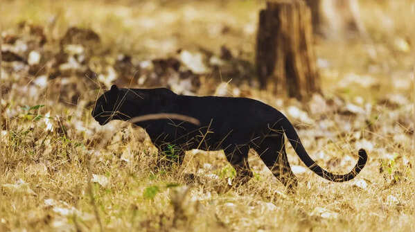 Kabini Wildlife Sanctuary in Karnataka