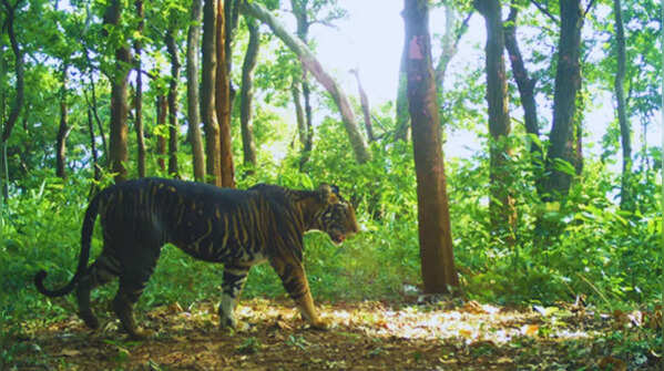 Similipal National Park in Odisha