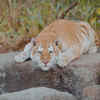 Article image for: Kaziranga National Park in <i class="tbold">Assam</i>