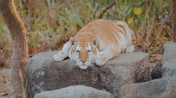 Kaziranga National Park in Assam
